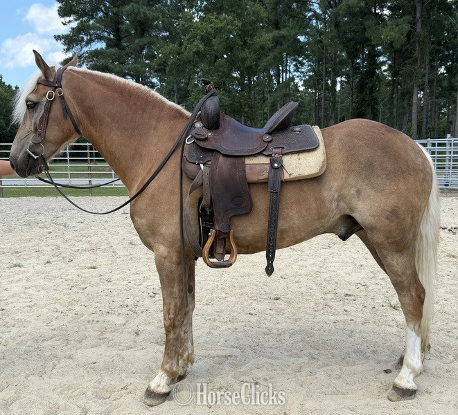 "Haflinger " Sorrel Gelding Haflinger - Haflinger in North Carolina