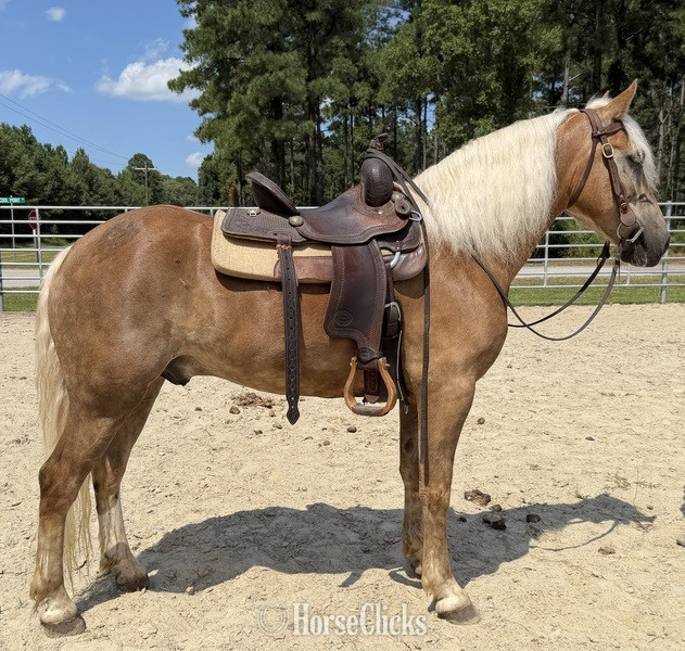 "Haflinger " Sorrel Gelding Haflinger - Haflinger