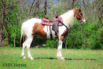 "ROLLS ROYCE" Sorrel Mare Spotted Saddle