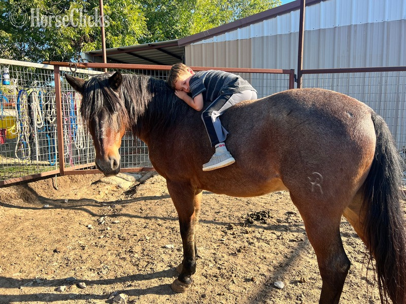"Slider" Bay Roan Gelding Quarter Pony in Texas