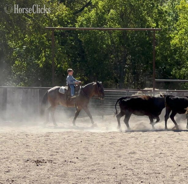 "Slider" Bay Roan Gelding Quarter Pony
