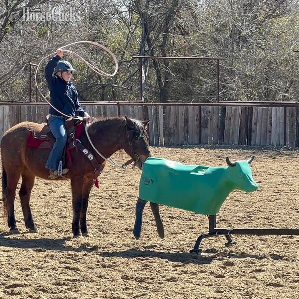 Texas "Slider" Bay Roan Gelding Quarter Pony