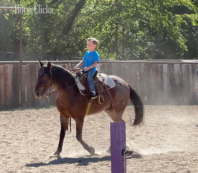 "Slider" Bay Roan Gelding Quarter Pony - Quarter Pony in Texas