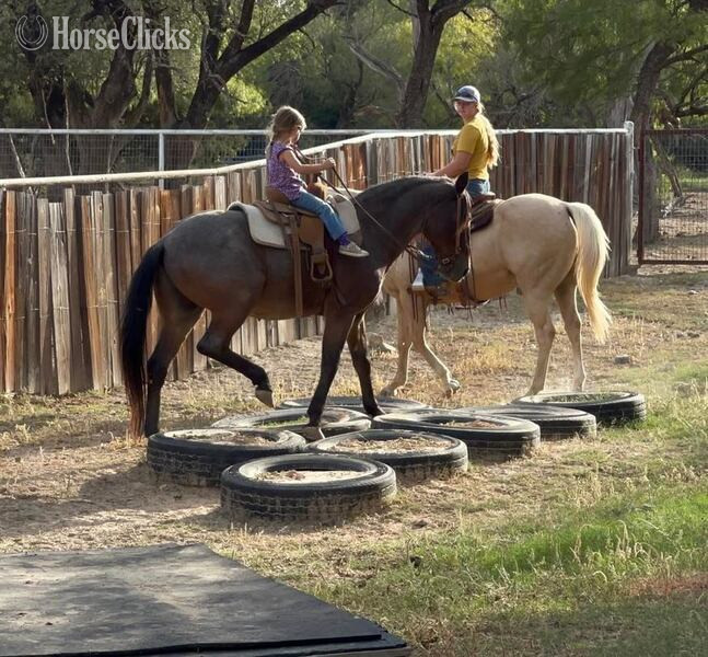 "Slider" Bay Roan Gelding Quarter Pony - Quarter Pony