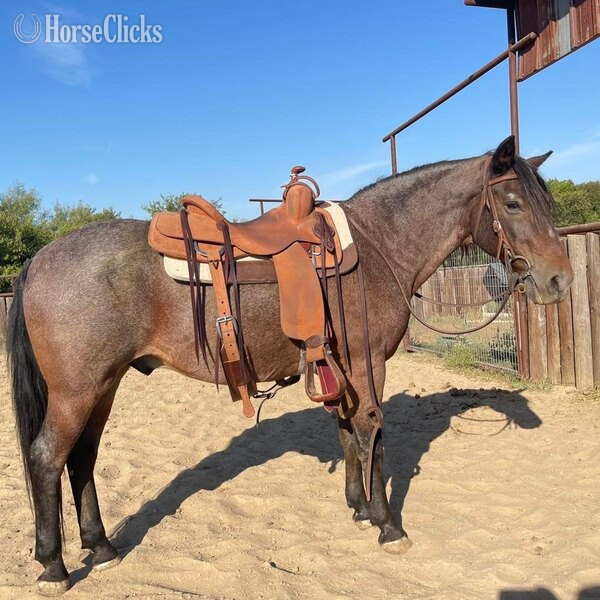 "Slider" Bay Roan Gelding Quarter Pony Texas