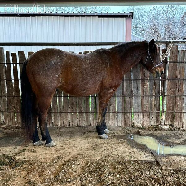 Quarter Pony - "Slider" Bay Roan Gelding Quarter Pony in Texas