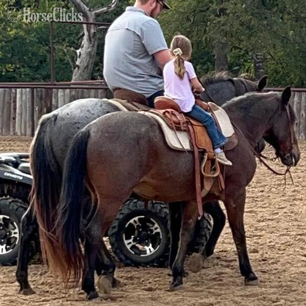 Quarter Pony - "Slider" Bay Roan Gelding Quarter Pony