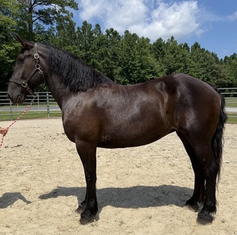 "Percheron " Black Mare Percheron