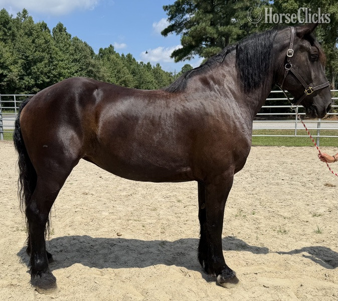 "Percheron " Black Mare Percheron