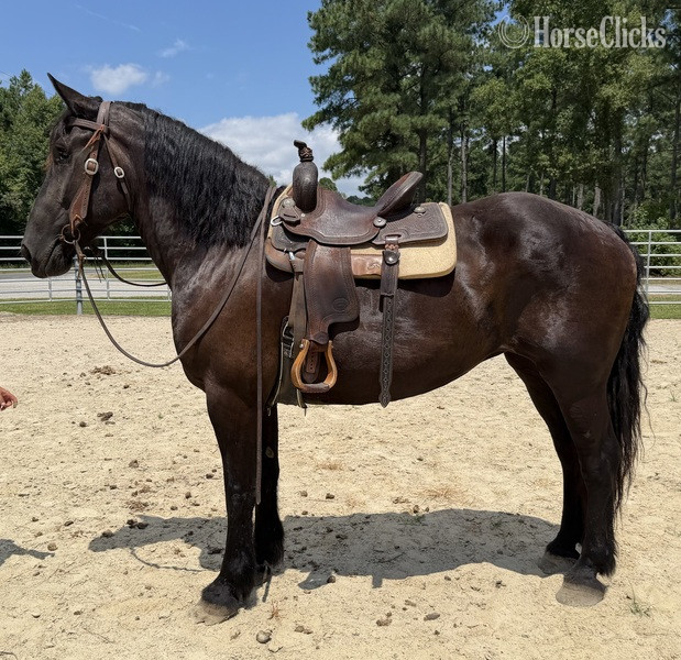 North Carolina "Percheron " Black Mare Percheron