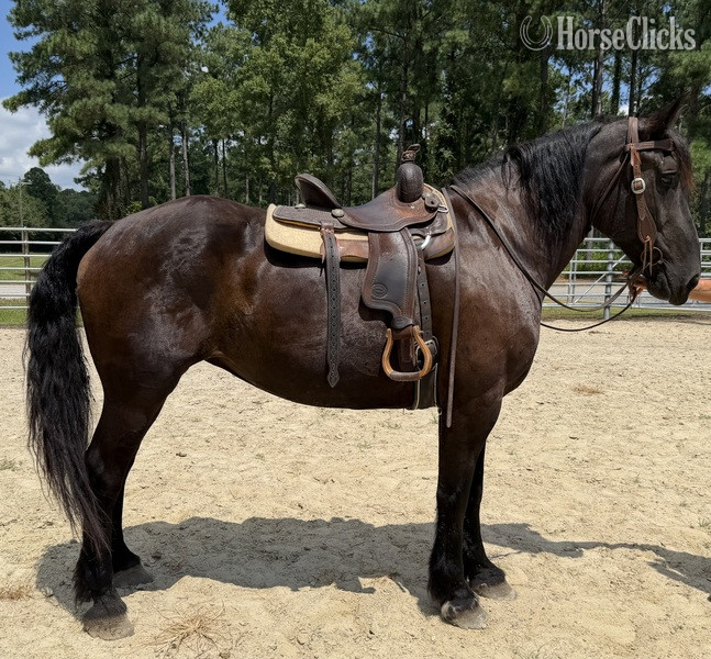 "Percheron " Black Mare Percheron - Percheron in North Carolina