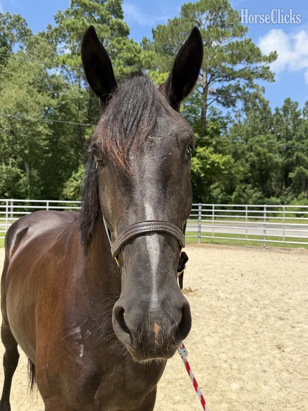 "Percheron " Black Mare Percheron - Percheron