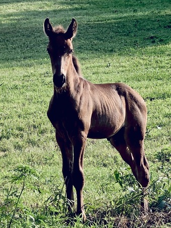 "HRF Black Bart " Chocolate Colt Rocky Mountain