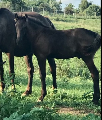 "HRF Black Bart " Chocolate Colt Rocky Mountain