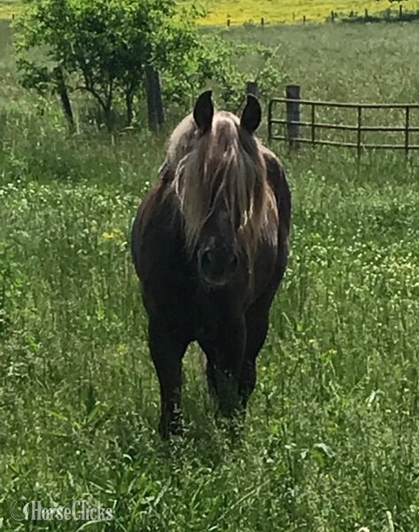 Kentucky "HRF Black Bart " Chocolate Colt Rocky Mountain