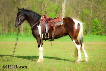"SELINA" Black Mare Spotted Saddle