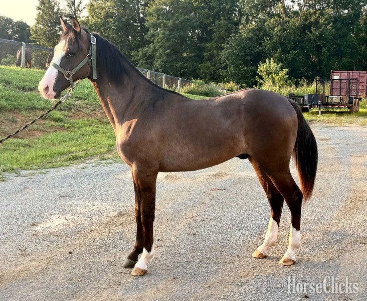 Kentucky "SRS Smoke Show ?Chester?" Grullo Colt Rocky Mountain