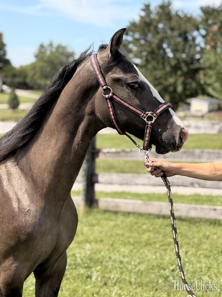 Rocky Mountain - "SRS Smoke Show ?Chester?" Grullo Colt Rocky Mountain in Kentucky