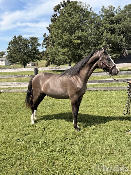 Rocky Mountain - "SRS Smoke Show ?Chester?" Grullo Colt Rocky Mountain