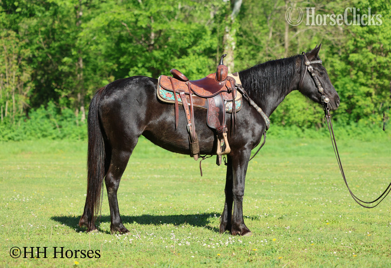 "NIGHTSHINE" Black Mare Morgan in Kentucky