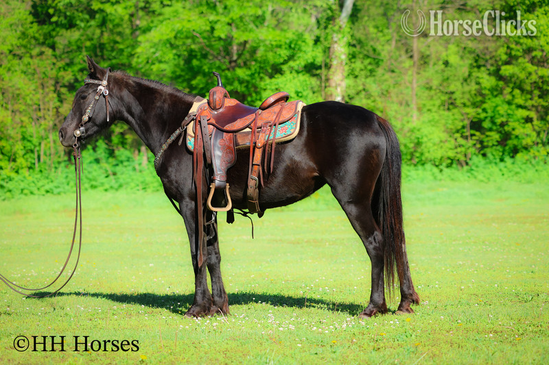 "NIGHTSHINE" Black Mare Morgan