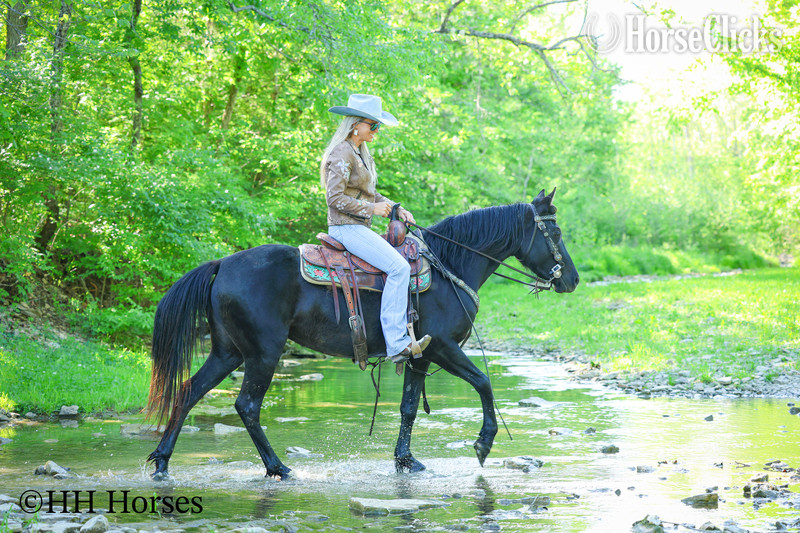 Kentucky "NIGHTSHINE" Black Mare Morgan