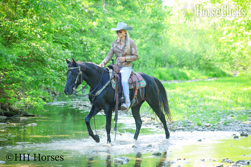 "NIGHTSHINE" Black Mare Morgan - Morgan in Kentucky
