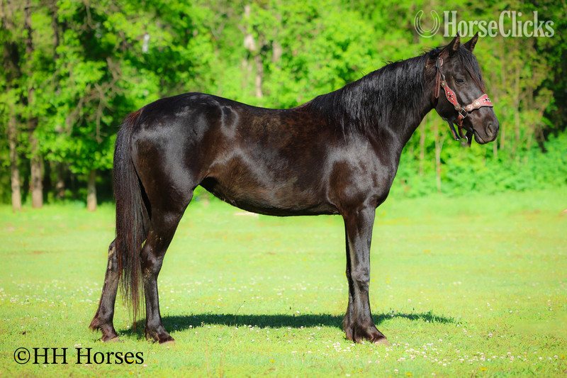 "NIGHTSHINE" Black Mare Morgan - Morgan