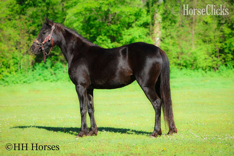 "NIGHTSHINE" Black Mare Morgan Kentucky