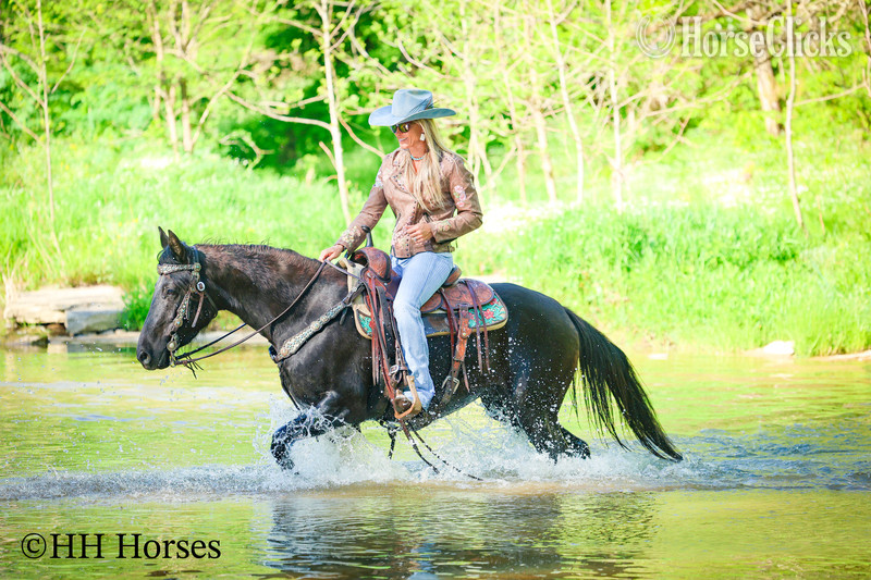 Morgan - "NIGHTSHINE" Black Mare Morgan in Kentucky