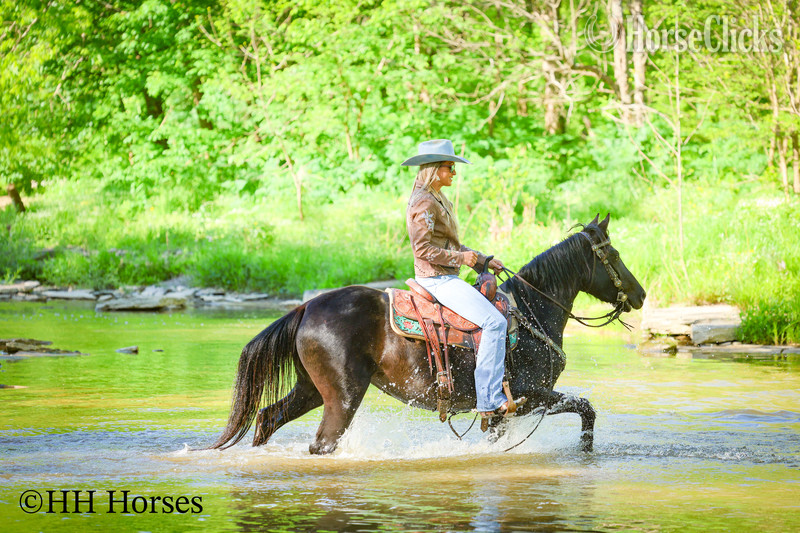 Morgan - "NIGHTSHINE" Black Mare Morgan