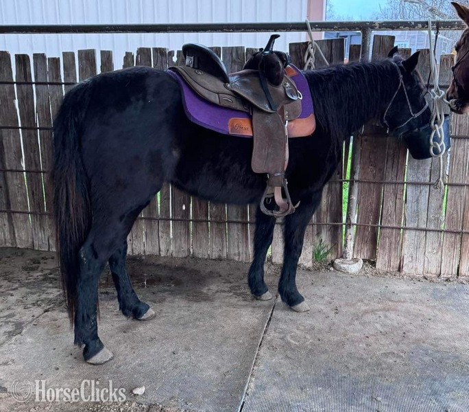"Vivian" Black Mare Quarter Horse in Texas