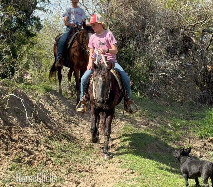 "Vivian" Black Mare Quarter Horse