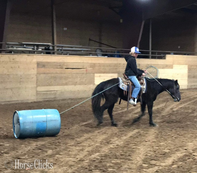 "Vivian" Black Mare Quarter Horse - Quarter Horse in Texas