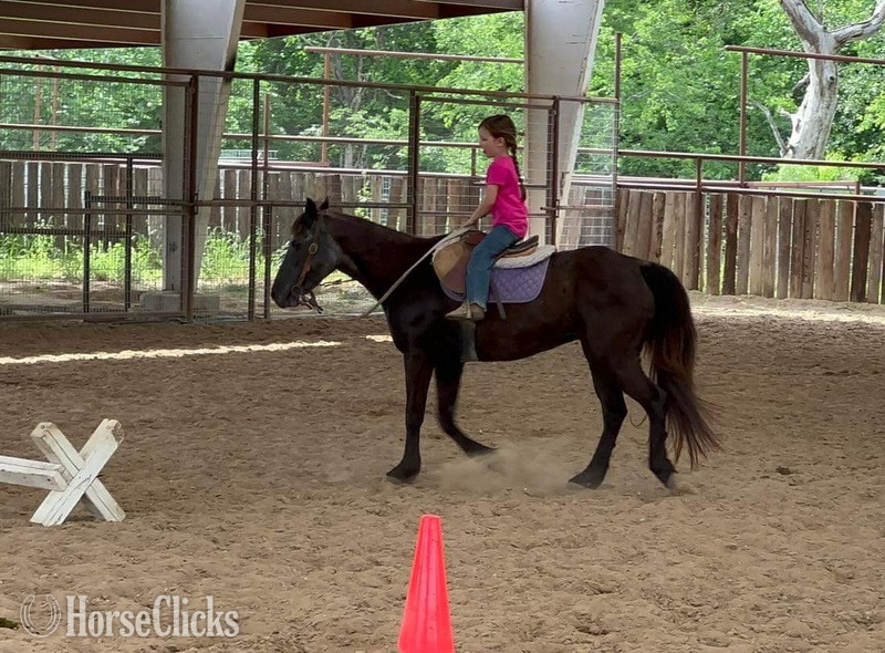 "Vivian" Black Mare Quarter Horse Texas