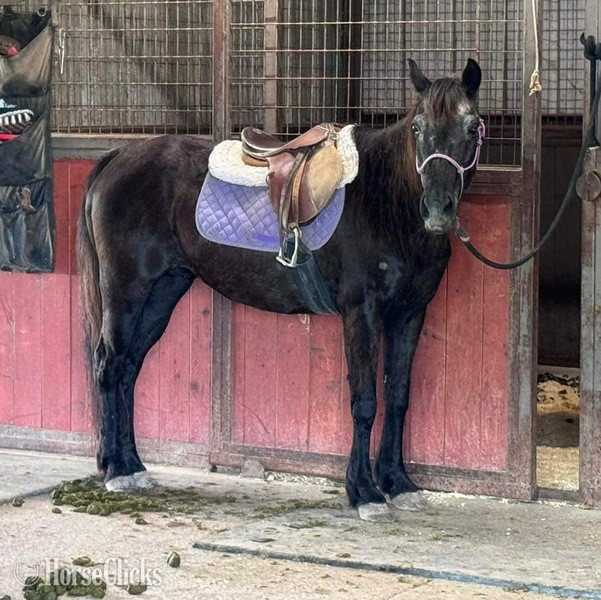 Quarter Horse - "Vivian" Black Mare Quarter Horse