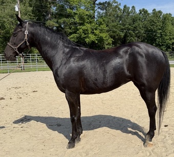 "Mare " Black Mare Quarter Horse