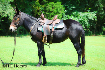 "ADRIANA" Bay Mare Mule