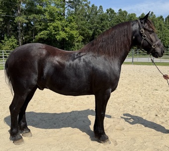 "Draft" Black Gelding Draft