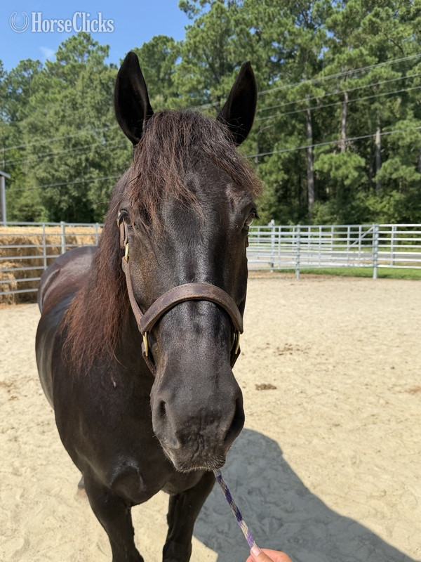 North Carolina "Draft" Black Gelding Draft