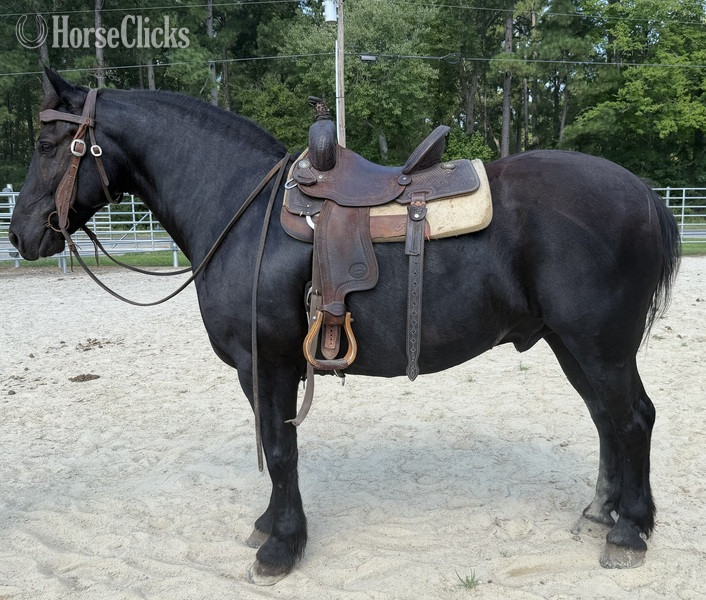 "Draft" Black Gelding Draft - Draft in North Carolina