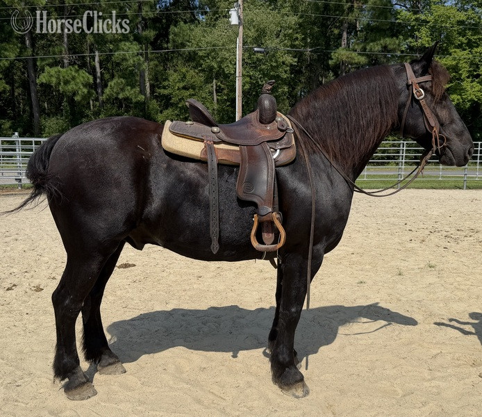 "Draft" Black Gelding Draft - Draft