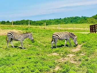 "PIXEL" Black Stallion Zebra