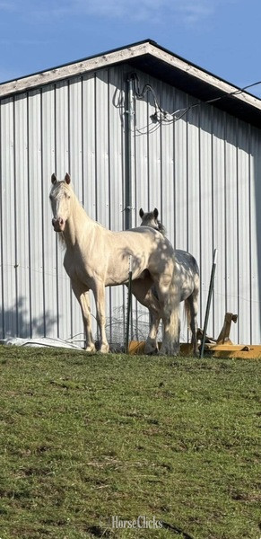 Kentucky "Appalachian Purple Rein ?Prince?" Cremello Gelding Kentucky Mountain