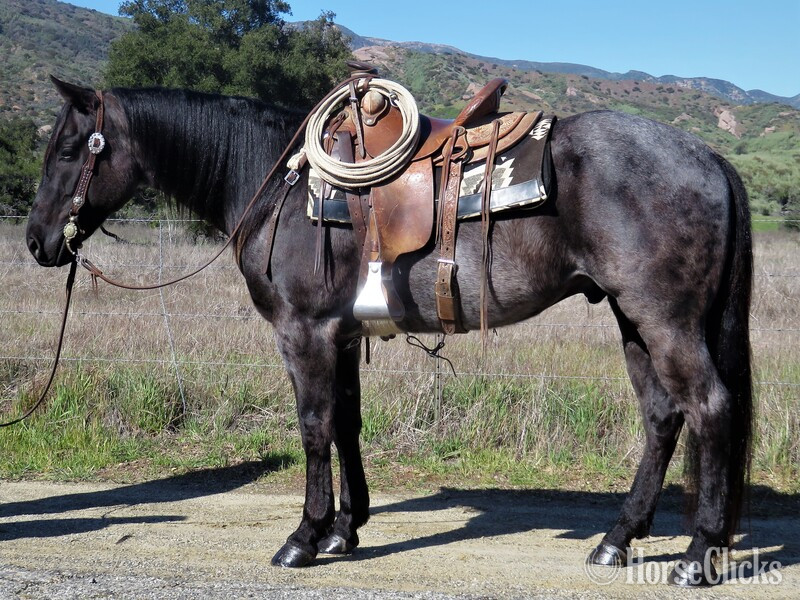 "JAYBIRDS COWBOY" Blue Roan Gelding Quarter Horse in California