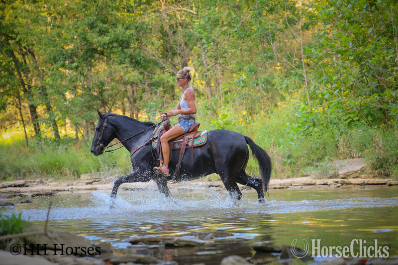 "BLACK TIE" Black Gelding Morgan - Morgan in Kentucky