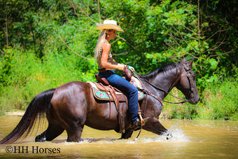 "NITRO" Black Gelding Quarter Horse