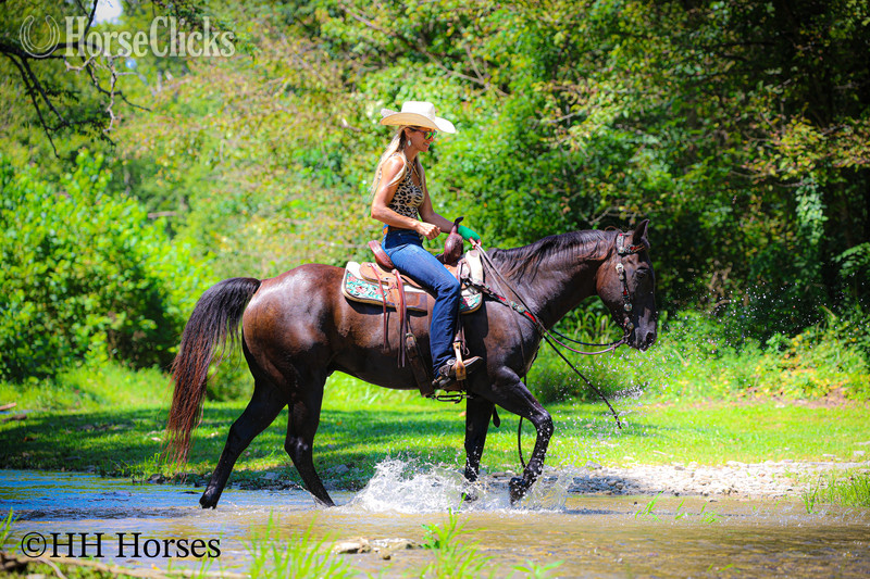 Kentucky "NITRO" Black Gelding Quarter Horse