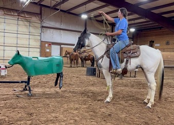 "Matilda" Blue Roan Mare Paint