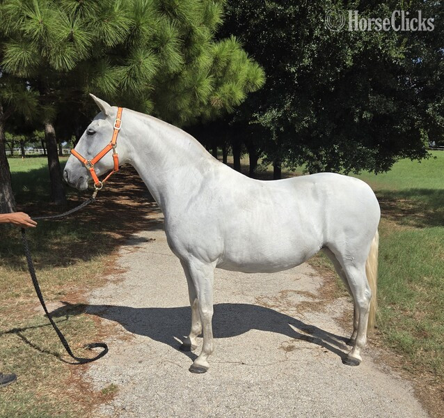 Texas "Gisele LHR" Grey Mare Andalusian